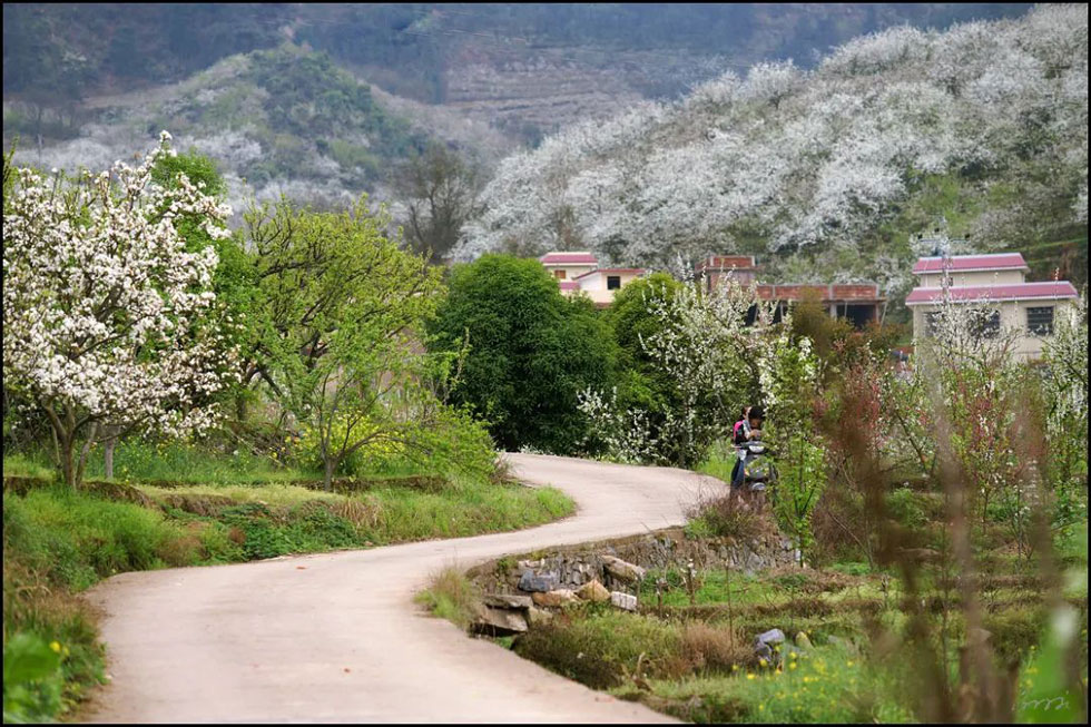 【春天，广西桂林灌阳县向您发出邀请！】我们在灌阳看梨花 - 游山玩水 - 山南生活社区 - 山南28生活网 sn.28life.com