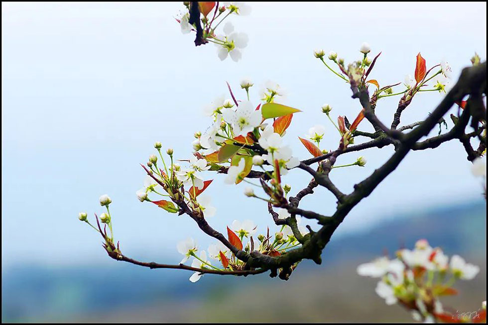 【春天，广西桂林灌阳县向您发出邀请！】我们在灌阳看梨花 - 游山玩水 - 山南生活社区 - 山南28生活网 sn.28life.com