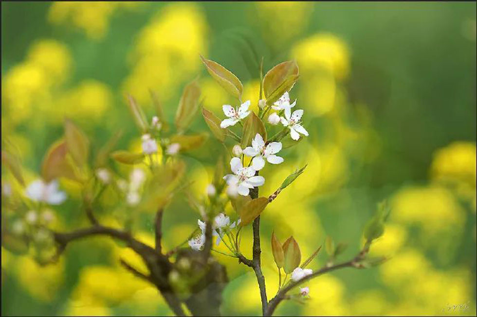 【春天，广西桂林灌阳县向您发出邀请！】我们在灌阳看梨花 - 游山玩水 - 山南生活社区 - 山南28生活网 sn.28life.com