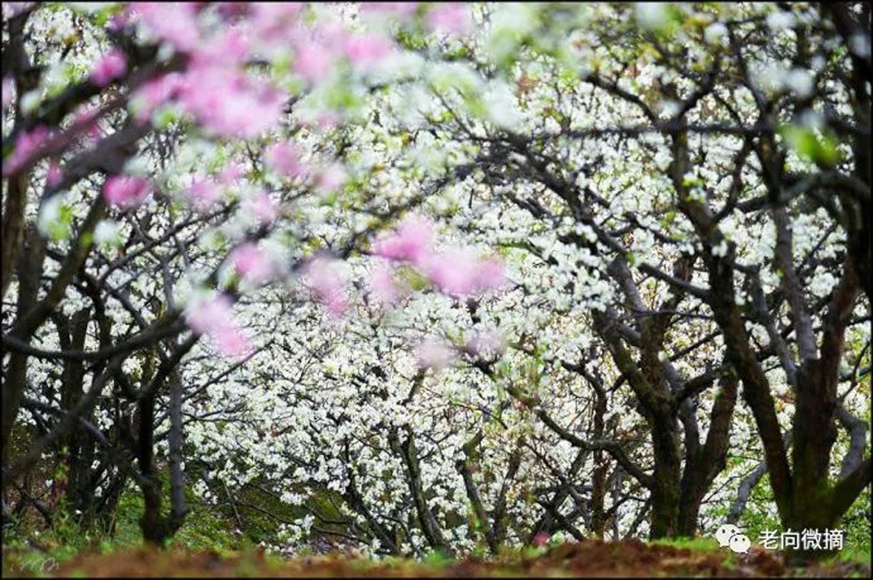 【春天，广西桂林灌阳县向您发出邀请！】我们在灌阳看梨花 - 游山玩水 - 山南生活社区 - 山南28生活网 sn.28life.com