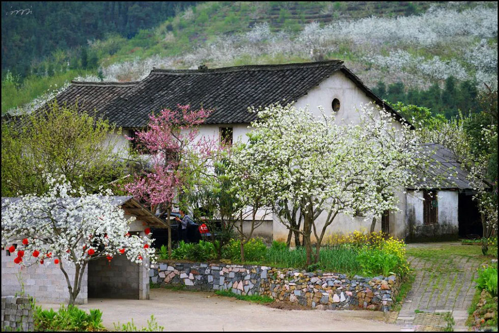 【春天，广西桂林灌阳县向您发出邀请！】我们在灌阳看梨花 - 游山玩水 - 山南生活社区 - 山南28生活网 sn.28life.com