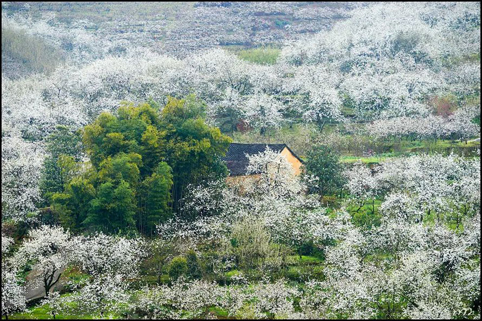 【春天，广西桂林灌阳县向您发出邀请！】我们在灌阳看梨花 - 游山玩水 - 山南生活社区 - 山南28生活网 sn.28life.com