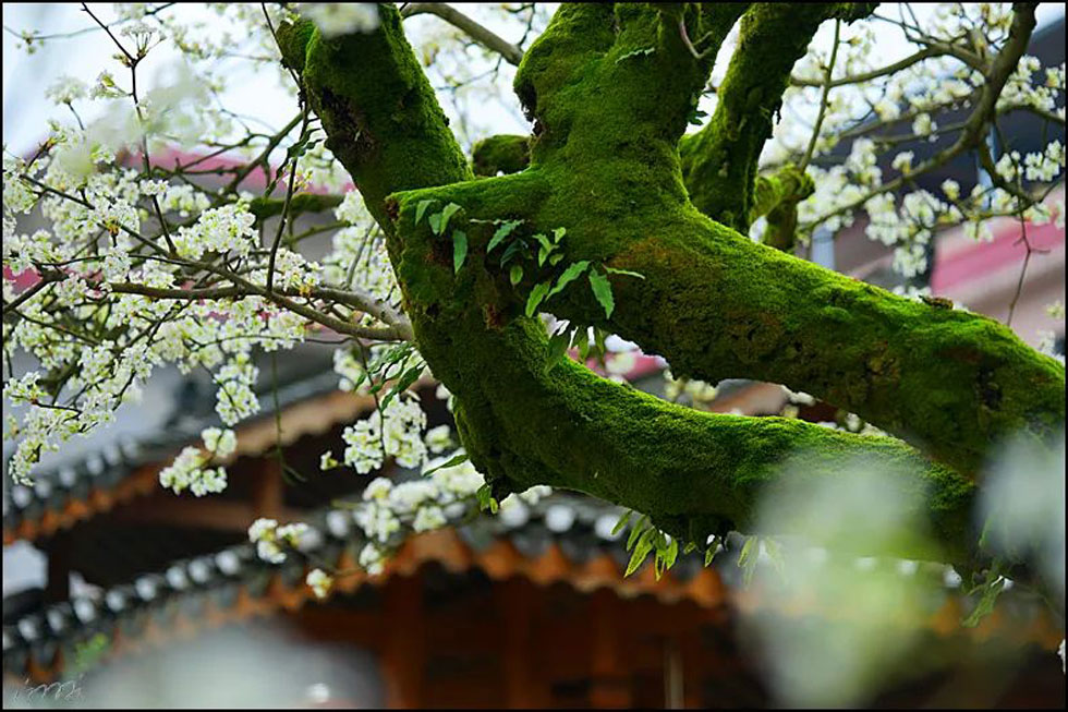 【春天，广西桂林灌阳县向您发出邀请！】我们在灌阳看梨花 - 游山玩水 - 山南生活社区 - 山南28生活网 sn.28life.com