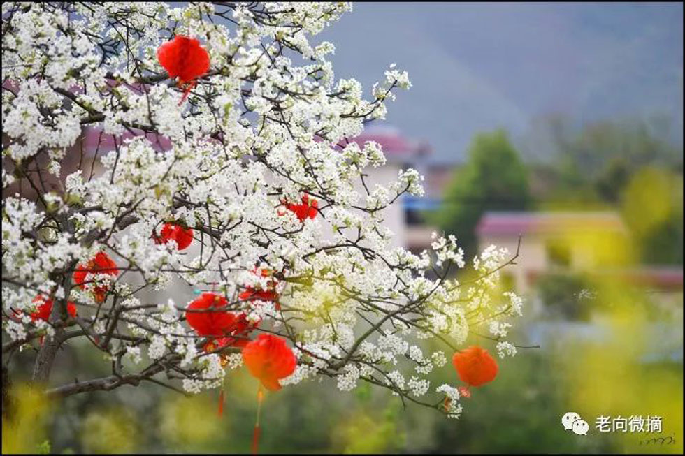 【春天，广西桂林灌阳县向您发出邀请！】我们在灌阳看梨花 - 游山玩水 - 山南生活社区 - 山南28生活网 sn.28life.com