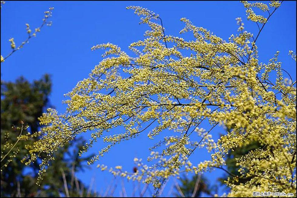 【春天，广西桂林灌阳县向您发出邀请！】米珠山前有片山苍子花在飘香 - 游山玩水 - 山南生活社区 - 山南28生活网 sn.28life.com