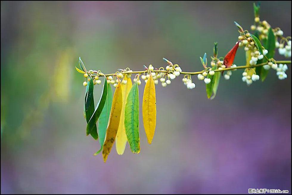 【春天，广西桂林灌阳县向您发出邀请！】米珠山前有片山苍子花在飘香 - 游山玩水 - 山南生活社区 - 山南28生活网 sn.28life.com