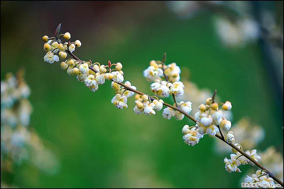 【春天，广西桂林灌阳县向您发出邀请！】米珠山前有片山苍子花在飘香 - 游山玩水 - 山南生活社区 - 山南28生活网 sn.28life.com