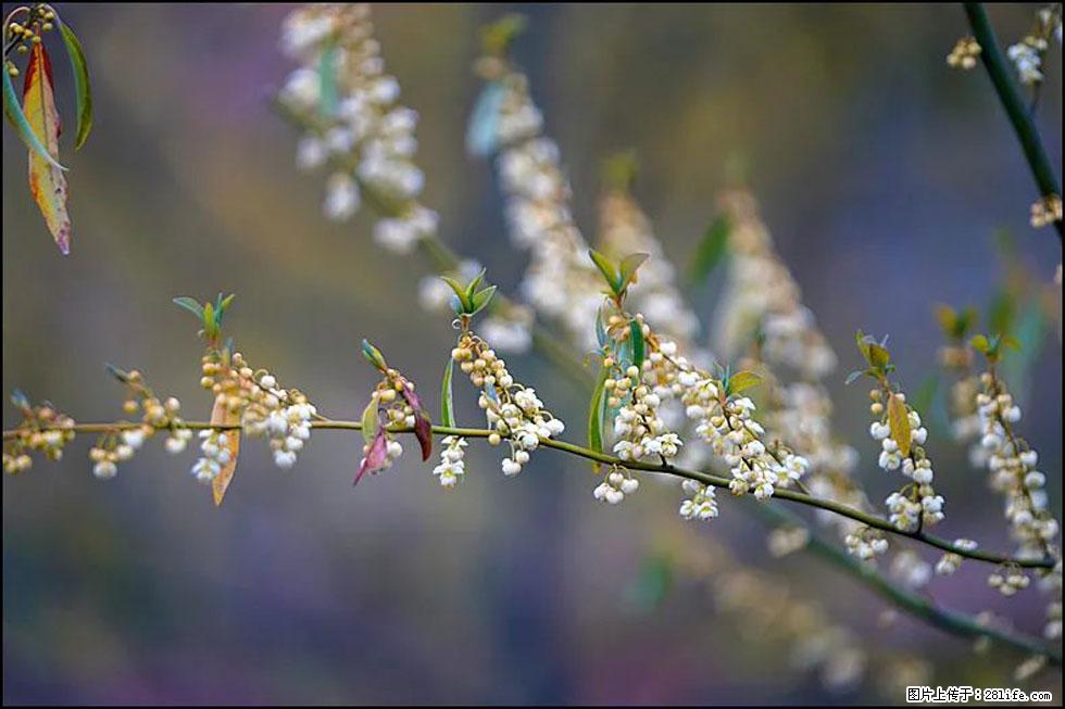 【春天，广西桂林灌阳县向您发出邀请！】米珠山前有片山苍子花在飘香 - 游山玩水 - 山南生活社区 - 山南28生活网 sn.28life.com