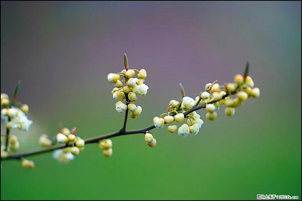 【春天，广西桂林灌阳县向您发出邀请！】米珠山前有片山苍子花在飘香 - 游山玩水 - 山南生活社区 - 山南28生活网 sn.28life.com