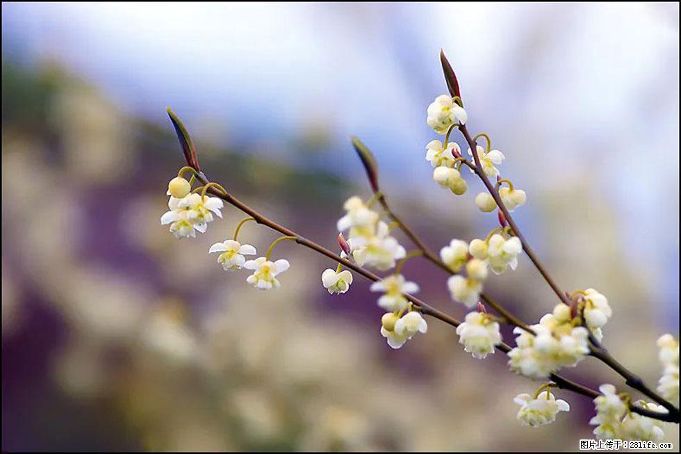 【春天，广西桂林灌阳县向您发出邀请！】米珠山前有片山苍子花在飘香 - 游山玩水 - 山南生活社区 - 山南28生活网 sn.28life.com