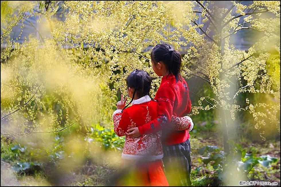 【春天，广西桂林灌阳县向您发出邀请！】米珠山前有片山苍子花在飘香 - 游山玩水 - 山南生活社区 - 山南28生活网 sn.28life.com