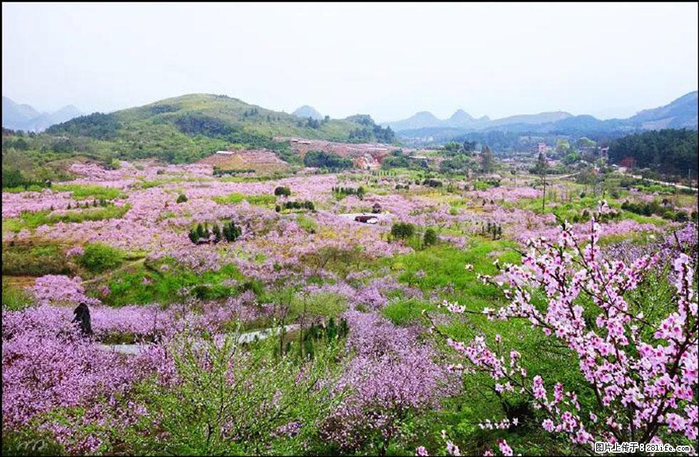 【春天，广西桂林灌阳县向您发出邀请！】官庄村有个醉美的桃花园 - 游山玩水 - 山南生活社区 - 山南28生活网 sn.28life.com