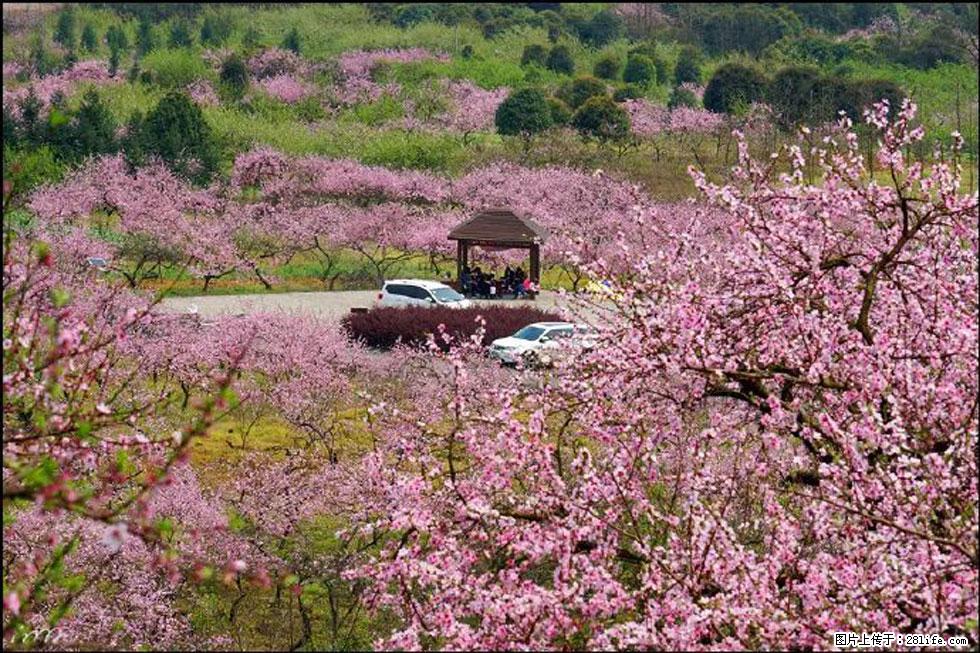【春天，广西桂林灌阳县向您发出邀请！】官庄村有个醉美的桃花园 - 游山玩水 - 山南生活社区 - 山南28生活网 sn.28life.com