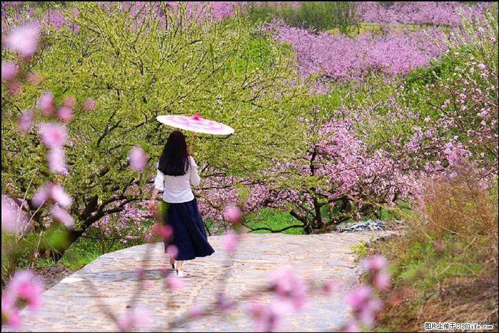 【春天，广西桂林灌阳县向您发出邀请！】官庄村有个醉美的桃花园 - 游山玩水 - 山南生活社区 - 山南28生活网 sn.28life.com