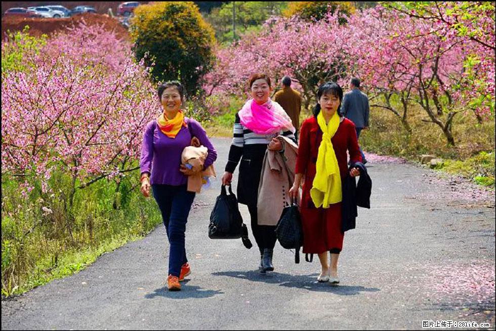 【春天，广西桂林灌阳县向您发出邀请！】官庄村有个醉美的桃花园 - 游山玩水 - 山南生活社区 - 山南28生活网 sn.28life.com