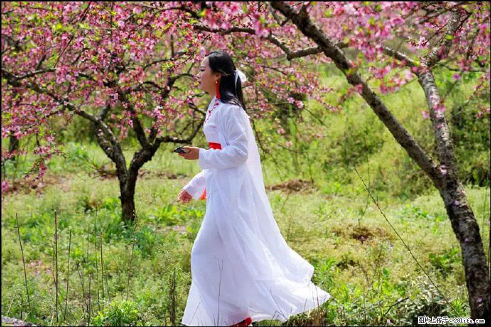 【春天，广西桂林灌阳县向您发出邀请！】官庄村有个醉美的桃花园 - 游山玩水 - 山南生活社区 - 山南28生活网 sn.28life.com