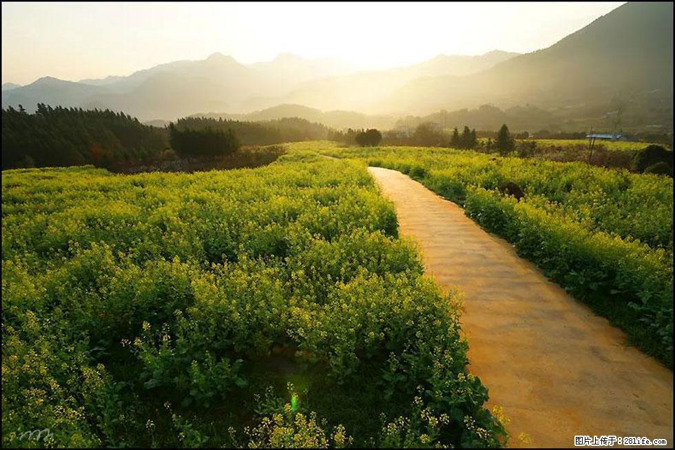 【春天，广西桂林灌阳县向您发出邀请！】长坪村油菜盛情花开 - 游山玩水 - 山南生活社区 - 山南28生活网 sn.28life.com