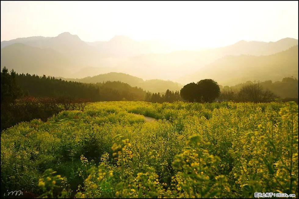 【春天，广西桂林灌阳县向您发出邀请！】长坪村油菜盛情花开 - 游山玩水 - 山南生活社区 - 山南28生活网 sn.28life.com