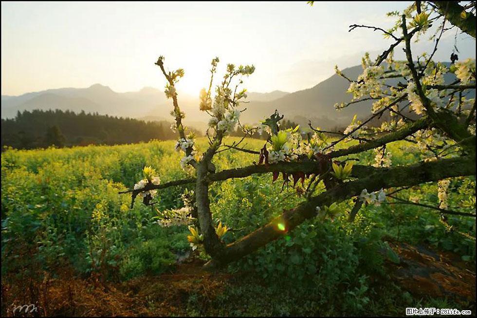 【春天，广西桂林灌阳县向您发出邀请！】长坪村油菜盛情花开 - 游山玩水 - 山南生活社区 - 山南28生活网 sn.28life.com