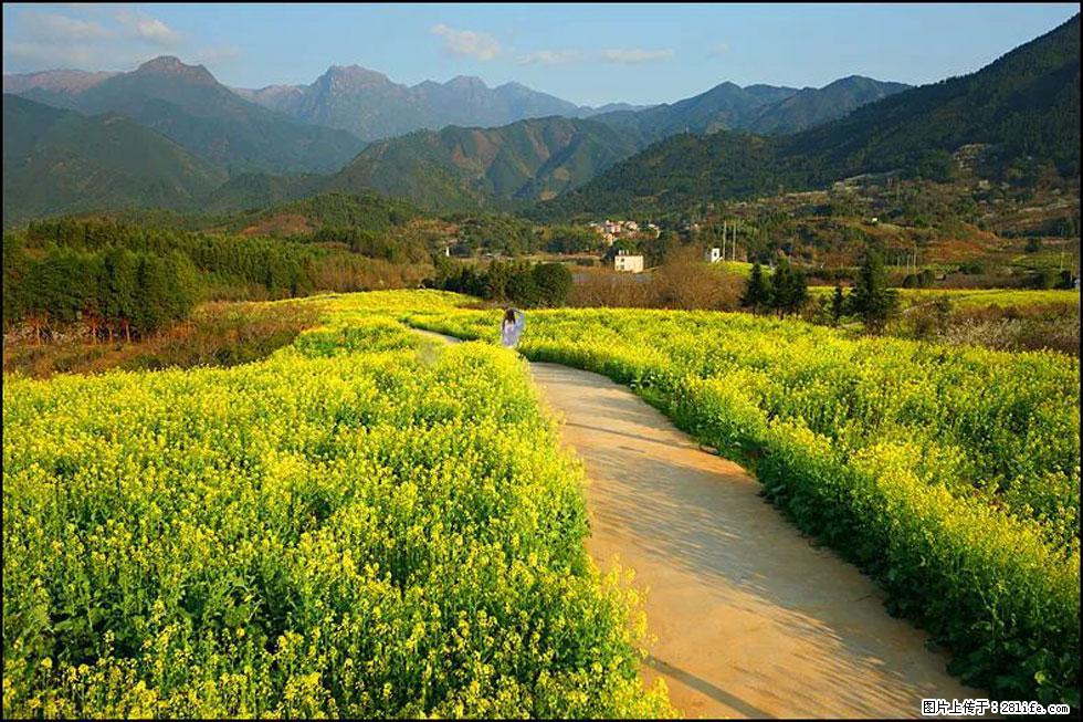 【春天，广西桂林灌阳县向您发出邀请！】长坪村油菜盛情花开 - 游山玩水 - 山南生活社区 - 山南28生活网 sn.28life.com