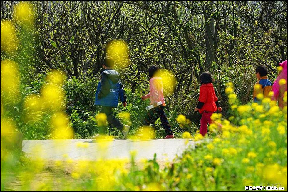 【春天，广西桂林灌阳县向您发出邀请！】长坪村油菜盛情花开 - 游山玩水 - 山南生活社区 - 山南28生活网 sn.28life.com