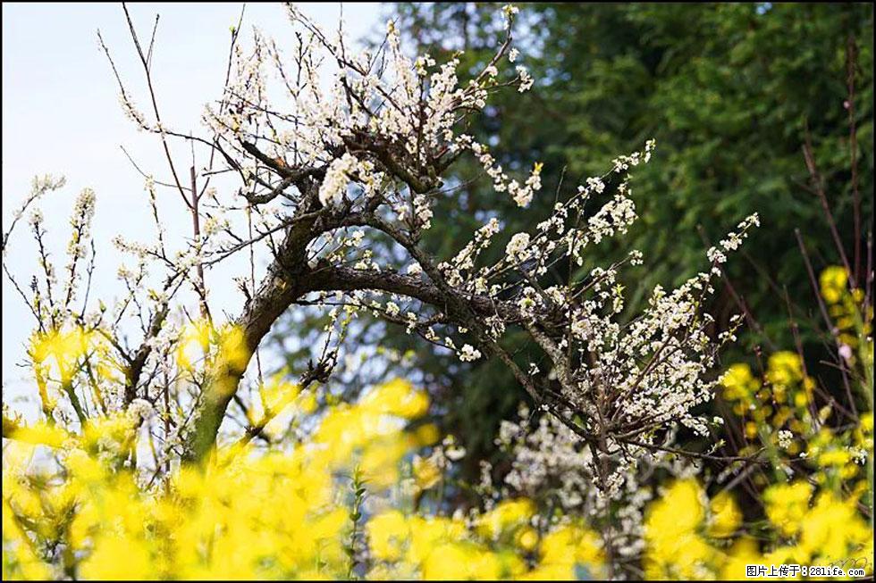 【春天，广西桂林灌阳县向您发出邀请！】长坪村油菜盛情花开 - 游山玩水 - 山南生活社区 - 山南28生活网 sn.28life.com