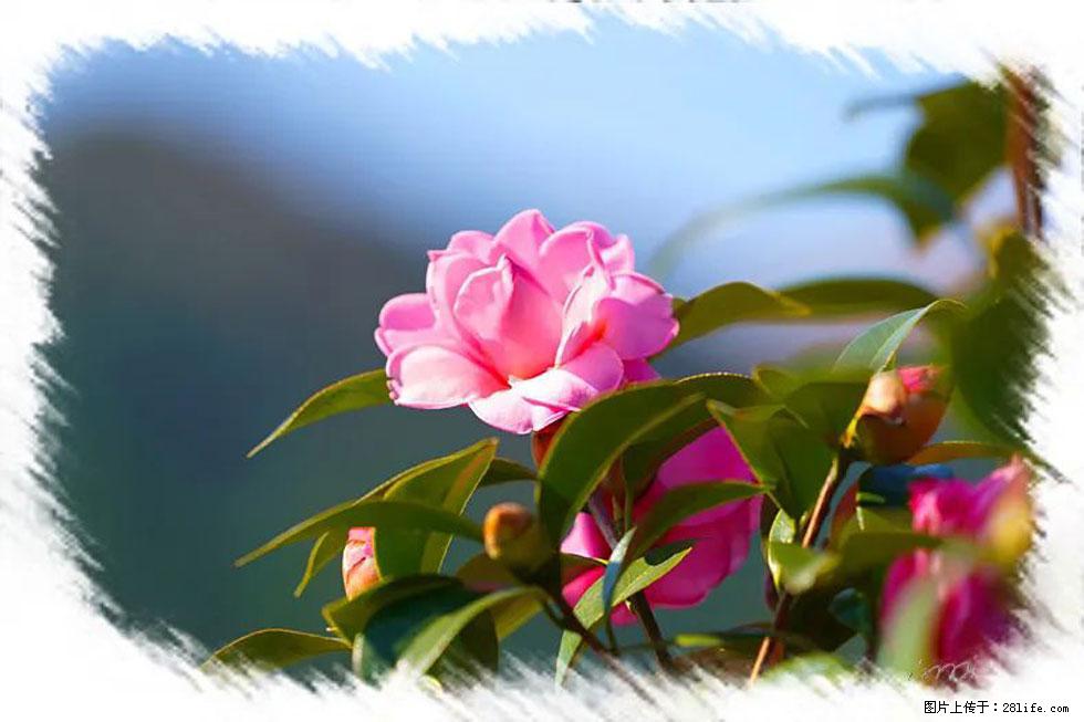 【春天，广西桂林灌阳县向您发出邀请！】杨柳井茶花惹人爱 - 游山玩水 - 山南生活社区 - 山南28生活网 sn.28life.com