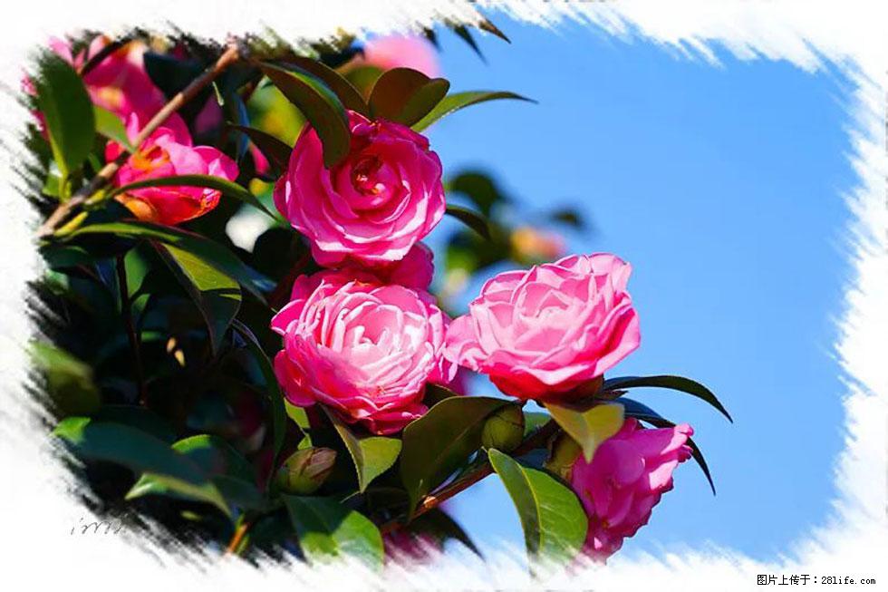 【春天，广西桂林灌阳县向您发出邀请！】杨柳井茶花惹人爱 - 游山玩水 - 山南生活社区 - 山南28生活网 sn.28life.com