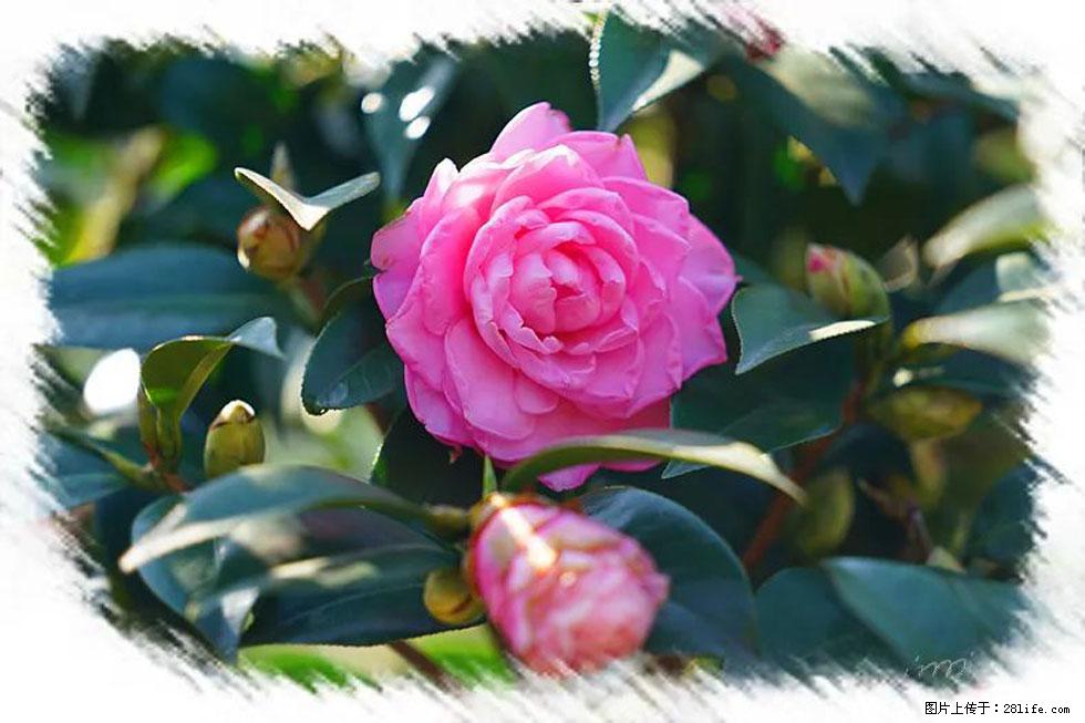 【春天，广西桂林灌阳县向您发出邀请！】杨柳井茶花惹人爱 - 游山玩水 - 山南生活社区 - 山南28生活网 sn.28life.com