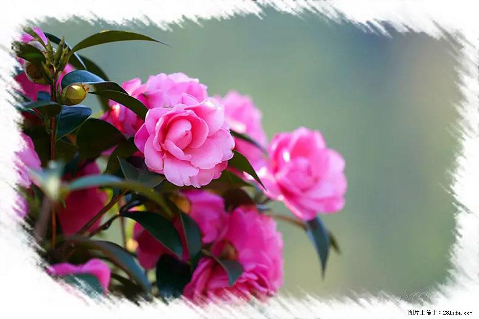 【春天，广西桂林灌阳县向您发出邀请！】杨柳井茶花惹人爱 - 游山玩水 - 山南生活社区 - 山南28生活网 sn.28life.com