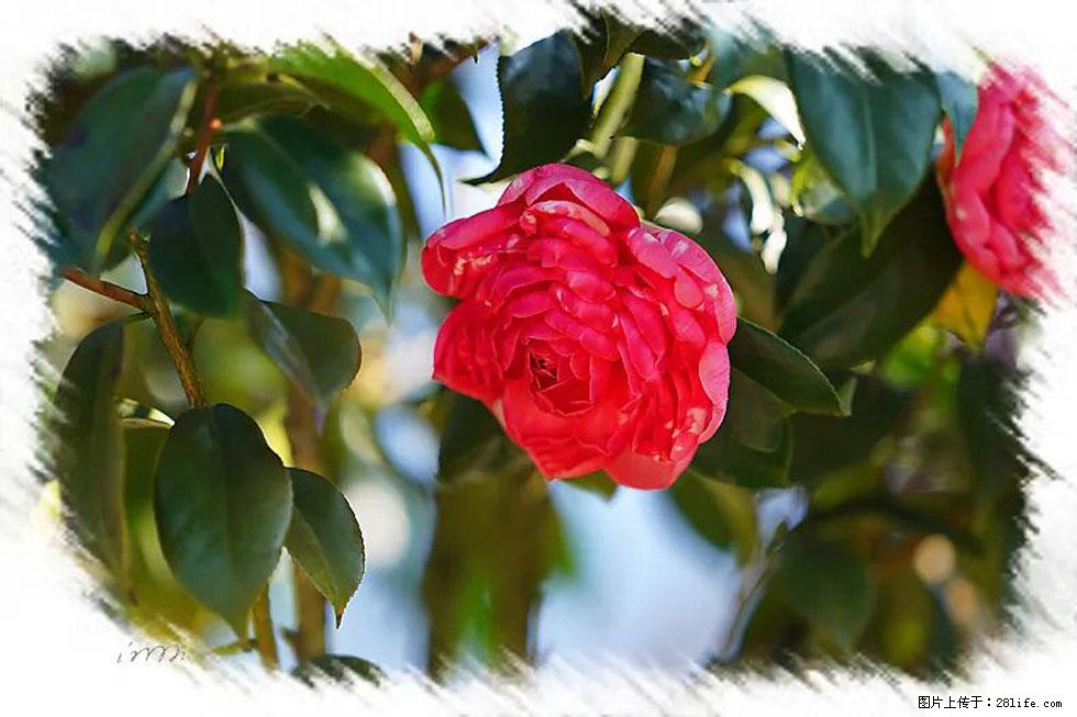 【春天，广西桂林灌阳县向您发出邀请！】杨柳井茶花惹人爱 - 游山玩水 - 山南生活社区 - 山南28生活网 sn.28life.com