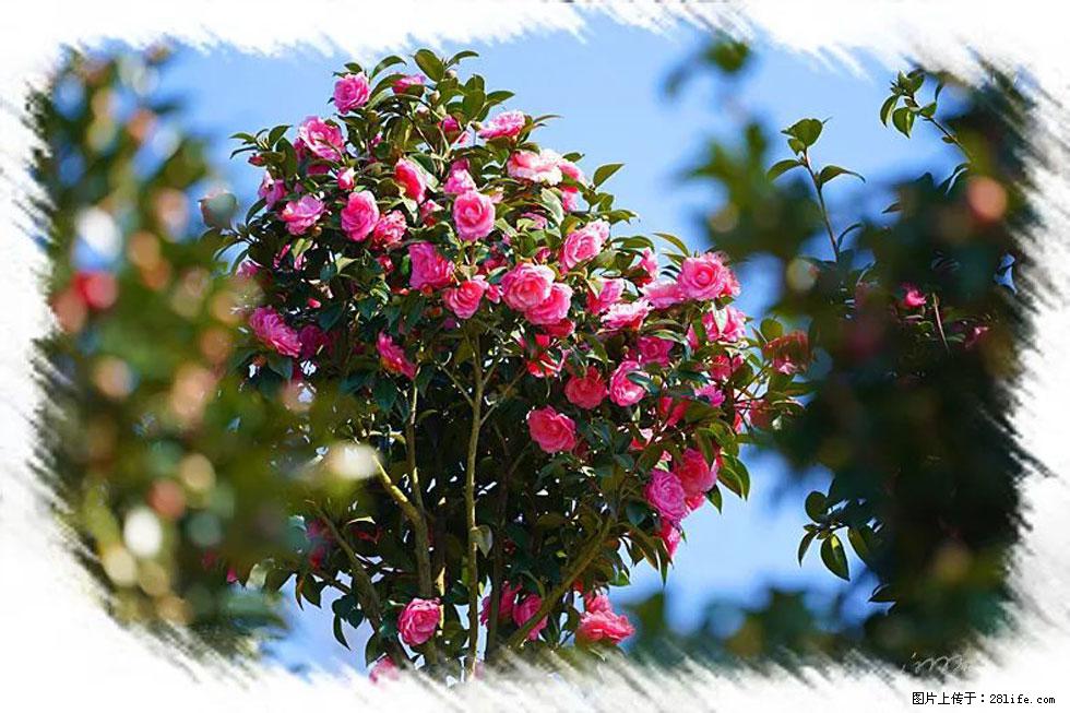 【春天，广西桂林灌阳县向您发出邀请！】杨柳井茶花惹人爱 - 游山玩水 - 山南生活社区 - 山南28生活网 sn.28life.com