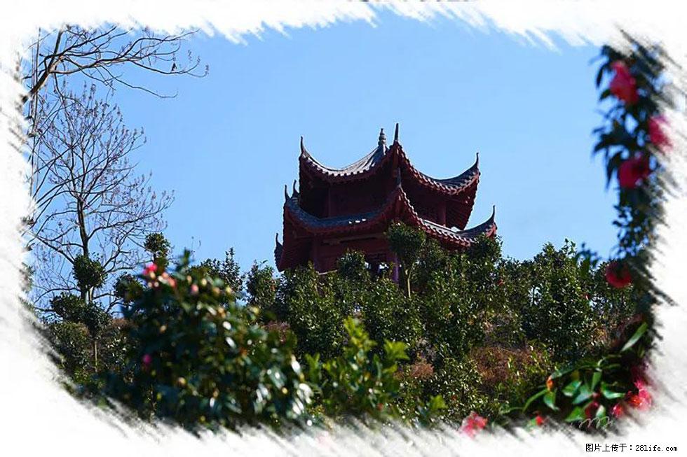 【春天，广西桂林灌阳县向您发出邀请！】杨柳井茶花惹人爱 - 游山玩水 - 山南生活社区 - 山南28生活网 sn.28life.com