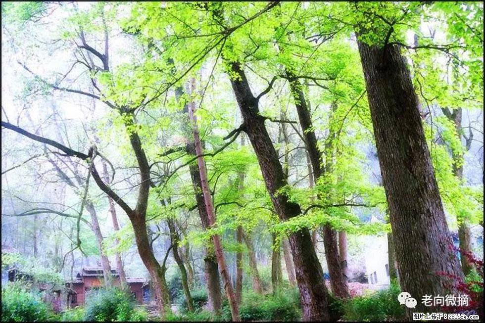 【春天，广西桂林灌阳县向您发出邀请！】在小龙村与春天约会 - 游山玩水 - 山南生活社区 - 山南28生活网 sn.28life.com