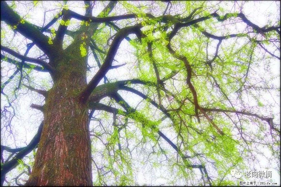 【春天，广西桂林灌阳县向您发出邀请！】在小龙村与春天约会 - 游山玩水 - 山南生活社区 - 山南28生活网 sn.28life.com