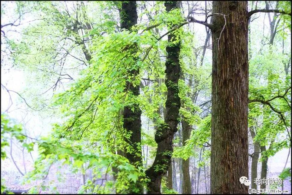 【春天，广西桂林灌阳县向您发出邀请！】在小龙村与春天约会 - 游山玩水 - 山南生活社区 - 山南28生活网 sn.28life.com