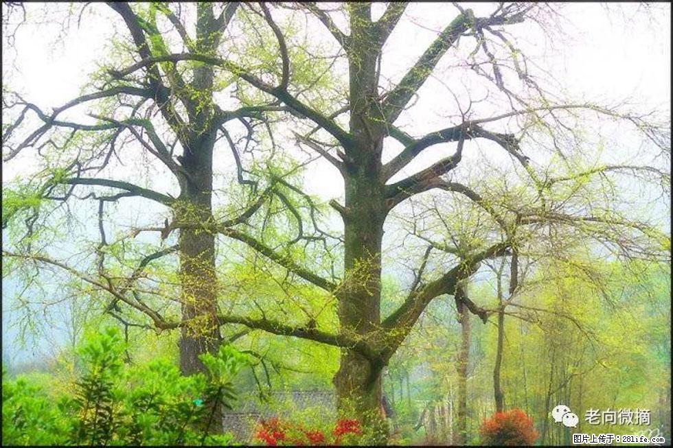 【春天，广西桂林灌阳县向您发出邀请！】在小龙村与春天约会 - 游山玩水 - 山南生活社区 - 山南28生活网 sn.28life.com