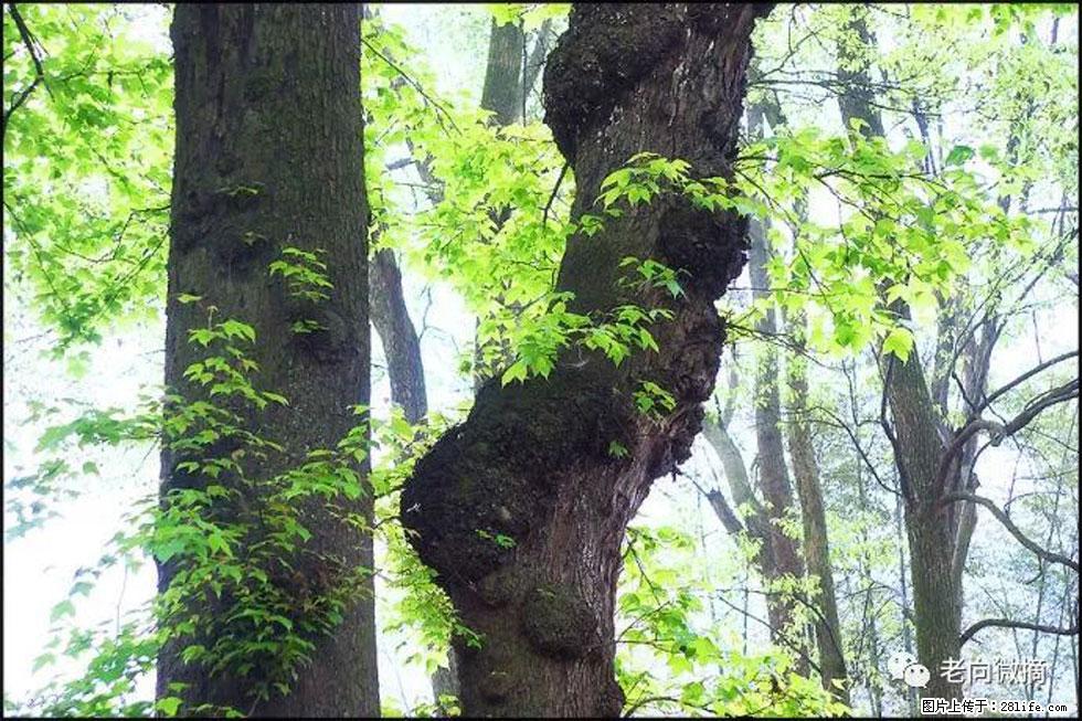 【春天，广西桂林灌阳县向您发出邀请！】在小龙村与春天约会 - 游山玩水 - 山南生活社区 - 山南28生活网 sn.28life.com