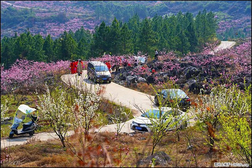 【春天，广西桂林灌阳县向您发出邀请！】望月岭上桃花开 - 游山玩水 - 山南生活社区 - 山南28生活网 sn.28life.com