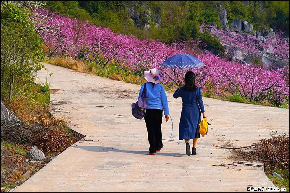 【春天，广西桂林灌阳县向您发出邀请！】望月岭上桃花开 - 游山玩水 - 山南生活社区 - 山南28生活网 sn.28life.com