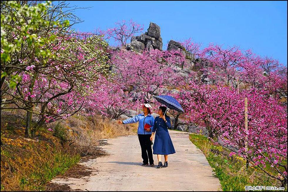 【春天，广西桂林灌阳县向您发出邀请！】望月岭上桃花开 - 游山玩水 - 山南生活社区 - 山南28生活网 sn.28life.com