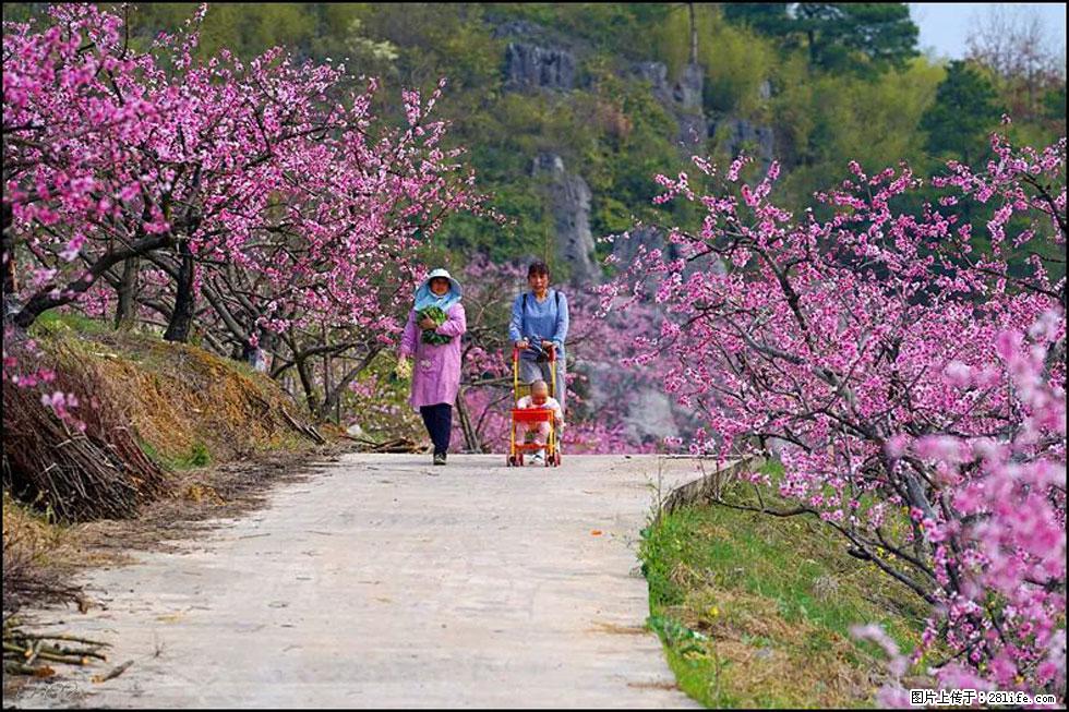 【春天，广西桂林灌阳县向您发出邀请！】望月岭上桃花开 - 游山玩水 - 山南生活社区 - 山南28生活网 sn.28life.com