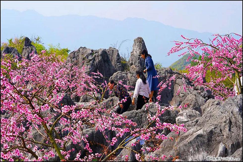 【春天，广西桂林灌阳县向您发出邀请！】望月岭上桃花开 - 游山玩水 - 山南生活社区 - 山南28生活网 sn.28life.com