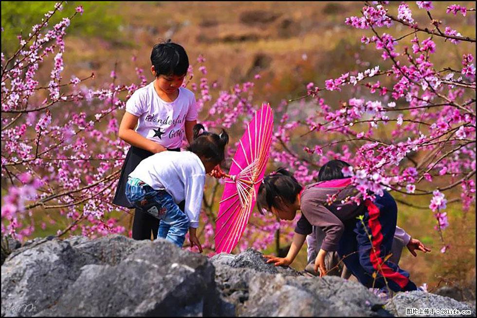 【春天，广西桂林灌阳县向您发出邀请！】望月岭上桃花开 - 游山玩水 - 山南生活社区 - 山南28生活网 sn.28life.com