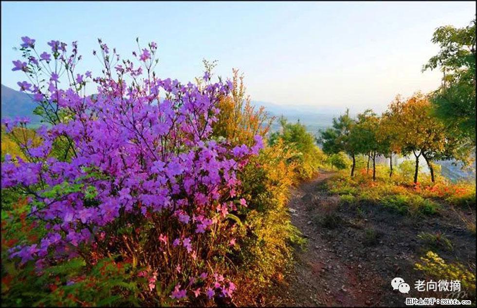【春天，广西桂林灌阳县向您发出邀请！】登麒麟山，相约映山红 - 游山玩水 - 山南生活社区 - 山南28生活网 sn.28life.com