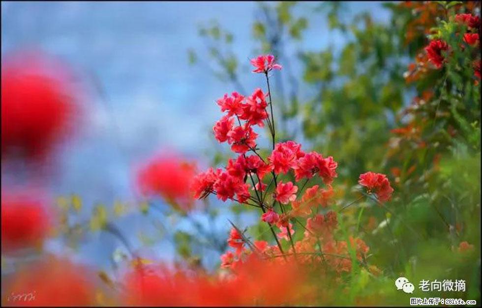 【春天，广西桂林灌阳县向您发出邀请！】登麒麟山，相约映山红 - 游山玩水 - 山南生活社区 - 山南28生活网 sn.28life.com