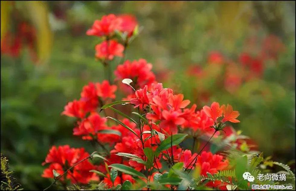 【春天，广西桂林灌阳县向您发出邀请！】登麒麟山，相约映山红 - 游山玩水 - 山南生活社区 - 山南28生活网 sn.28life.com