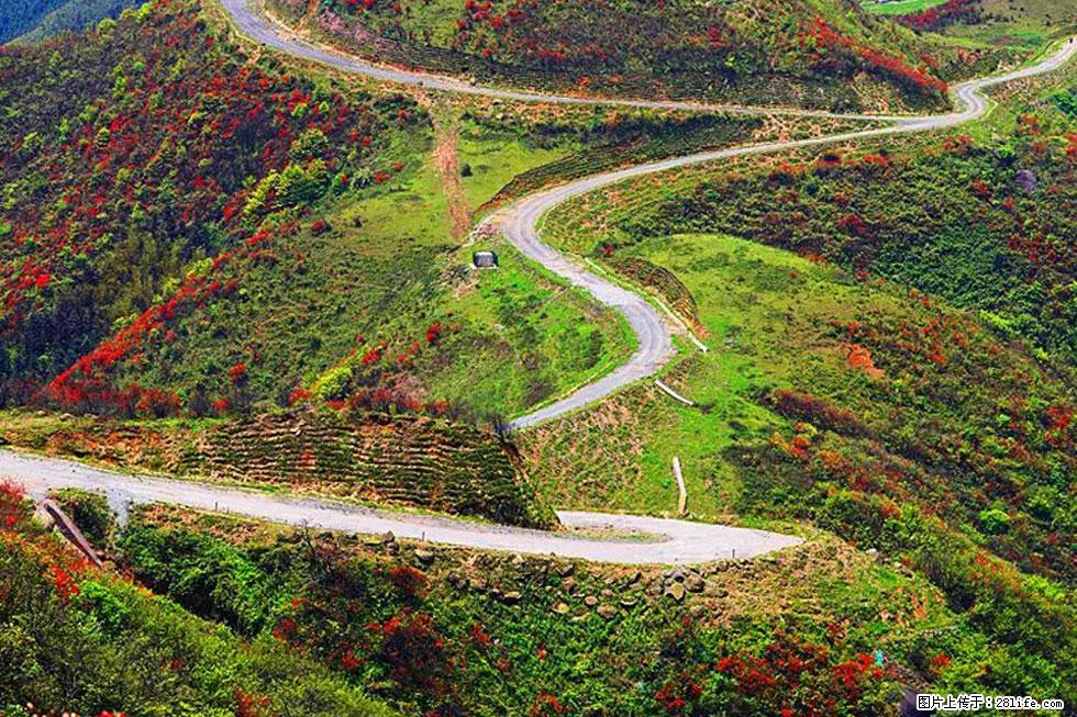 【春天，广西桂林灌阳县向您发出邀请！】春木界上映山红 - 游山玩水 - 山南生活社区 - 山南28生活网 sn.28life.com