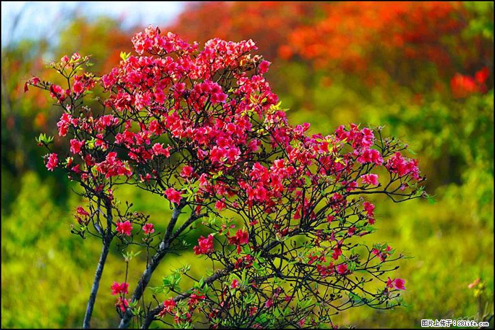 【春天，广西桂林灌阳县向您发出邀请！】春木界上映山红 - 游山玩水 - 山南生活社区 - 山南28生活网 sn.28life.com