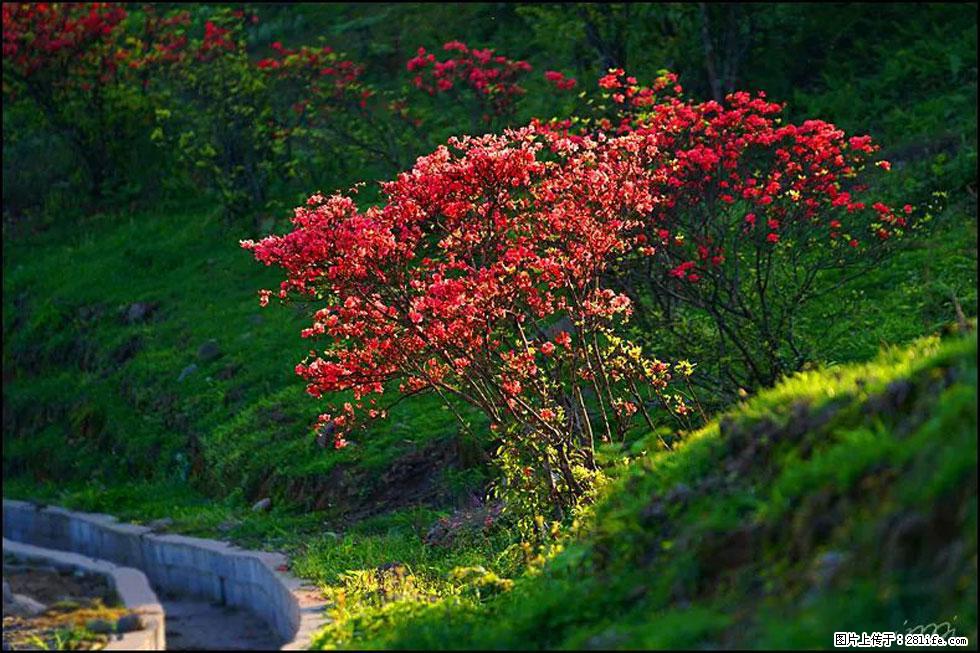 【春天，广西桂林灌阳县向您发出邀请！】春木界上映山红 - 游山玩水 - 山南生活社区 - 山南28生活网 sn.28life.com